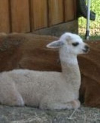 Last Cria